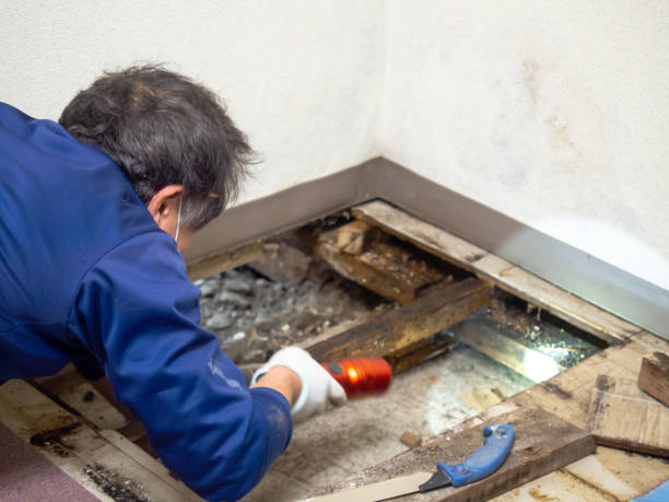 Home Mold Removal in San Juan, TX