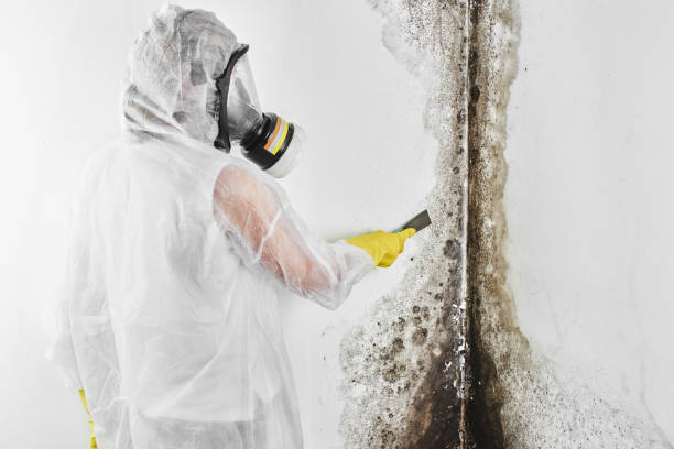 Best Residential Mold Removal  in San Juan, TX