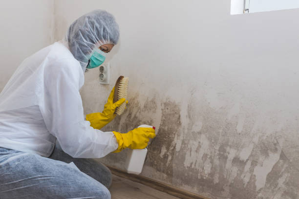 Best Best Mold Removal Companies  in San Juan, TX