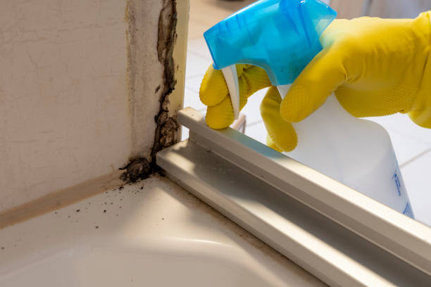 Best Mold Damage Repair  in San Juan, TX