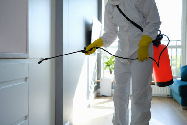 Reliable San Juan, TX Mold Removal Solutions