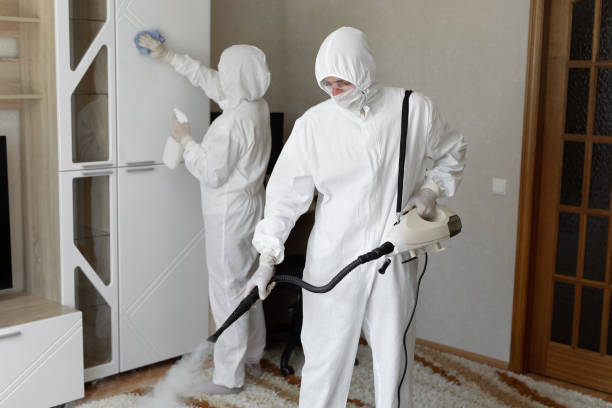 Best Residential Mold Removal  in San Juan, TX