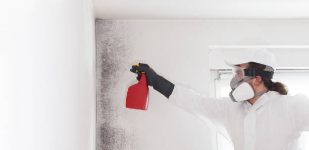 Best Toxic Mold Removal  in San Juan, TX