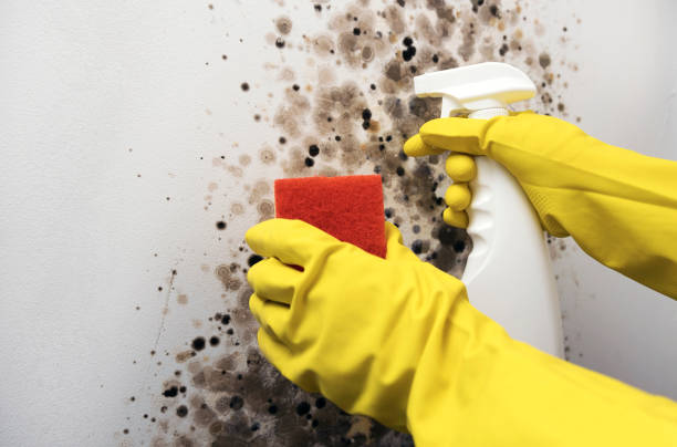 Best Home Mold Removal  in San Juan, TX