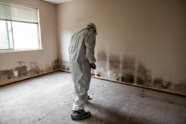 Best Certified Mold Removal  in San Juan, TX