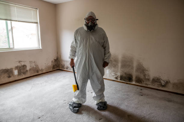 Best Mold Remediation  in San Juan, TX