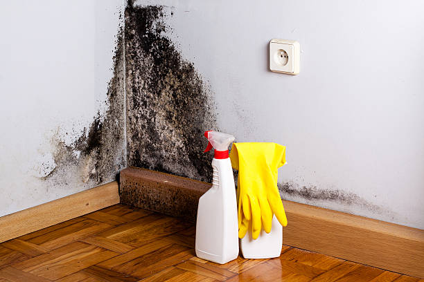 Best Emergency Mold Removal  in San Juan, TX