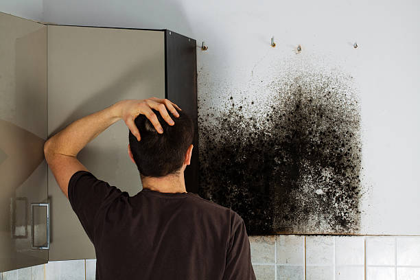 Best Commercial Mold Removal  in San Juan, TX