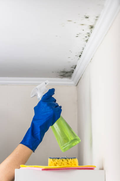 Best Same-Day Mold Removal  in San Juan, TX